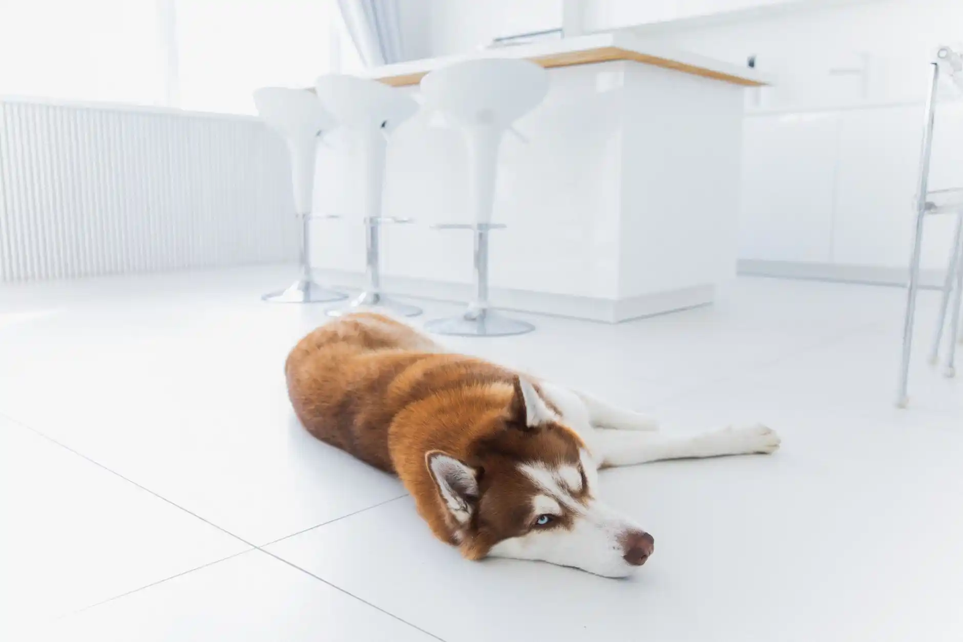 Which Is Best for Pets